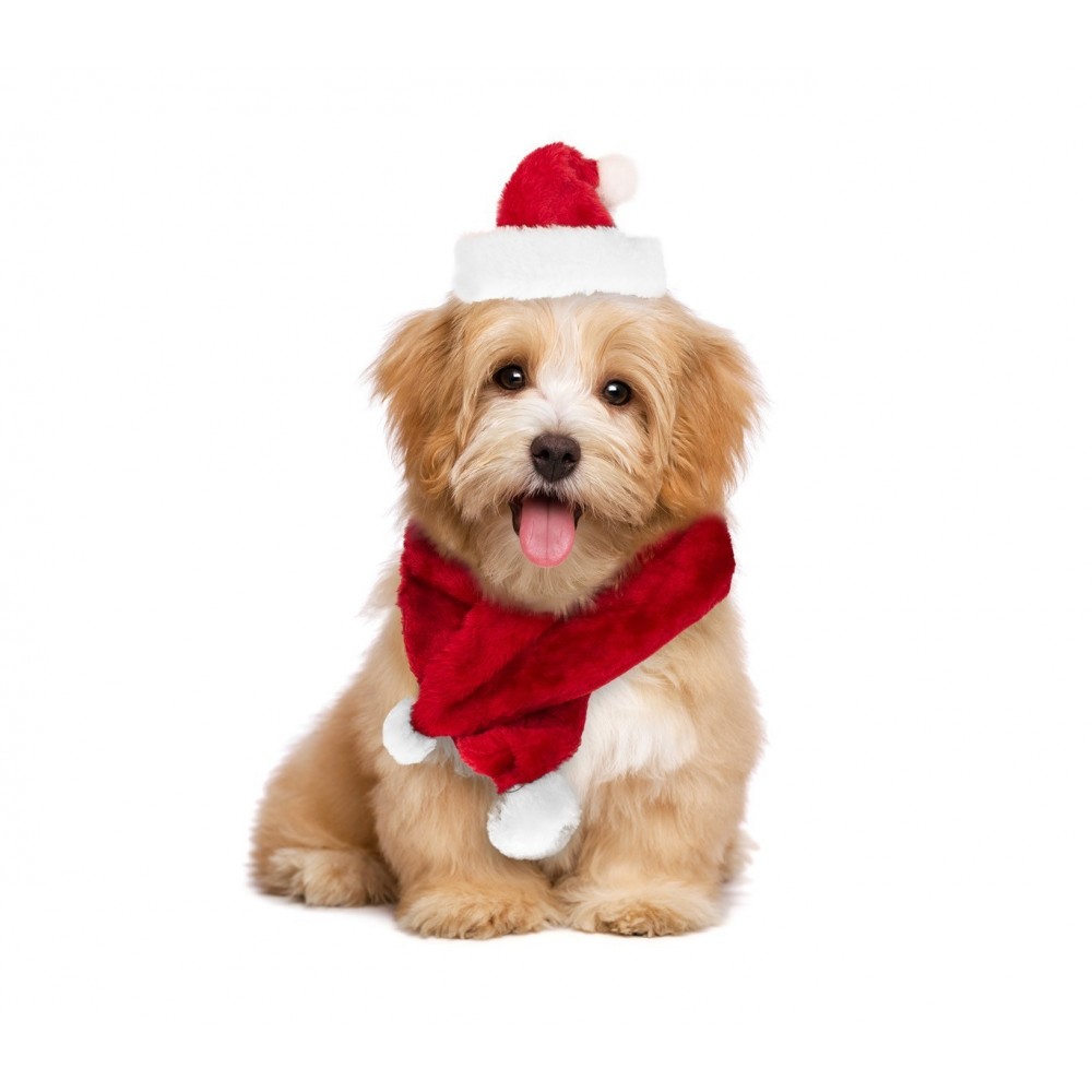 064227 Set bonnet et écharpe PERE NOËL pour chiens de petite/moyenne taille