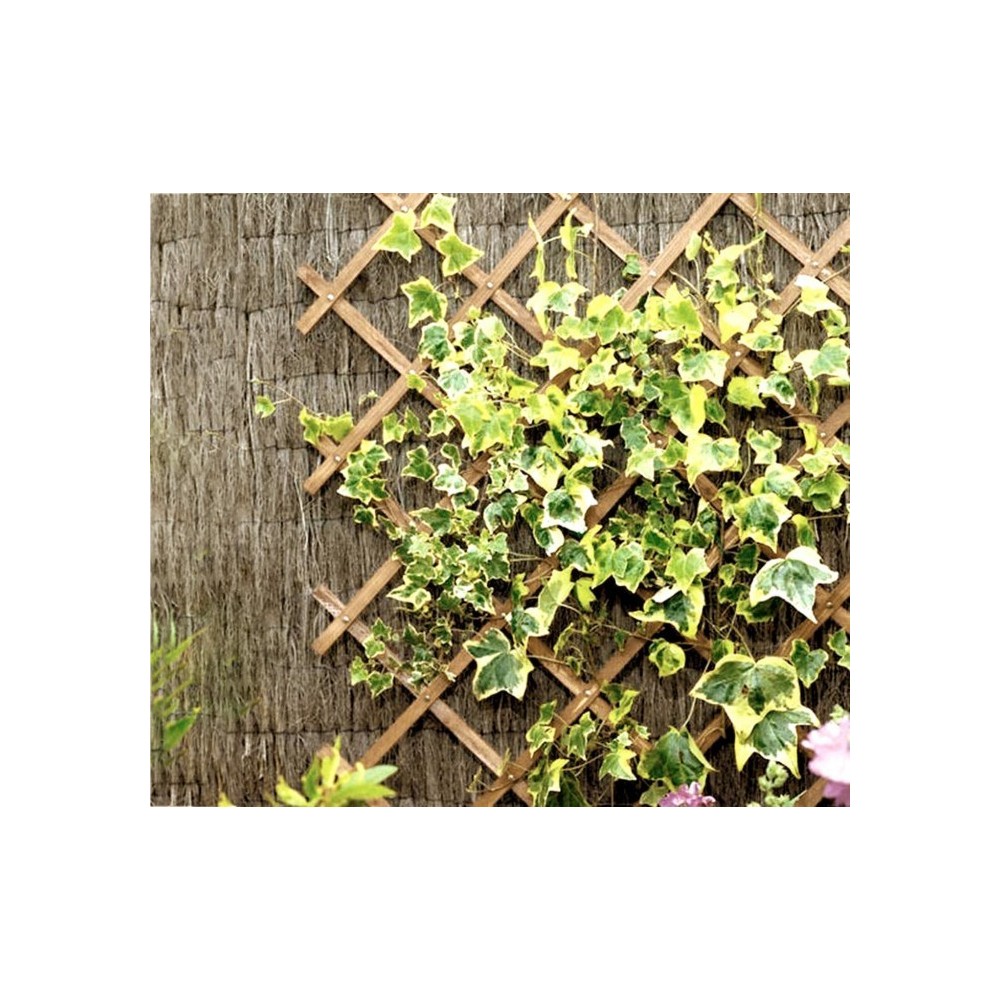 434013 Grille en bois extensible Welkhome 150x30 cm pour plante