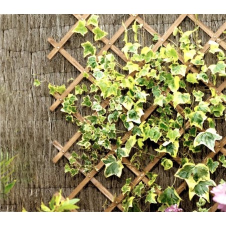 434013 Grille en bois extensible Welkhome 150x30 cm pour plante