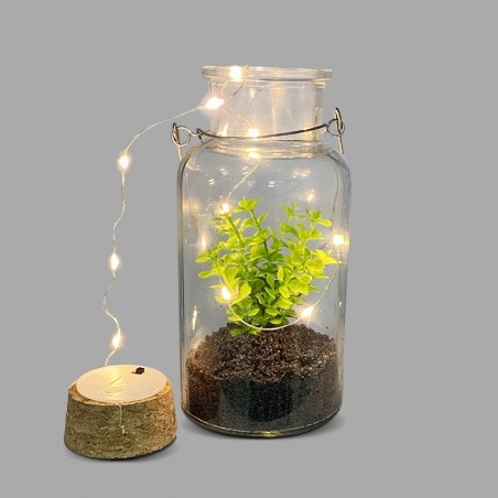 Boîte en verre avec plante décorative 452415 et Mini-lumière Led avec poignée