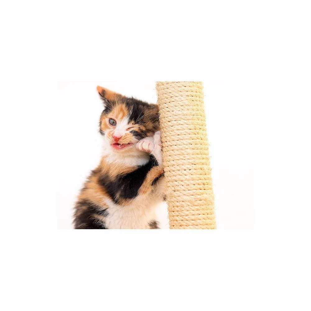 Sisal grattoir avec socle en bois pour les chats - jouet pour animal