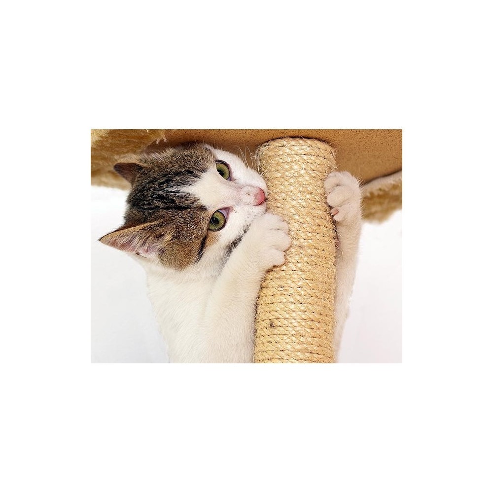 Sisal grattoir avec socle en bois pour les chats - jouet pour animal